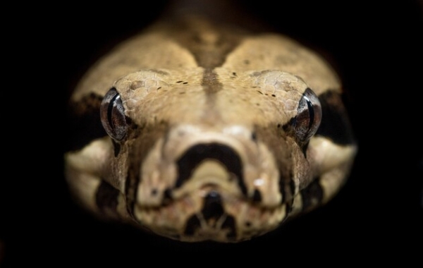 Швидкість нападу змій навчилися прогнозувати за формою їхніх зубів