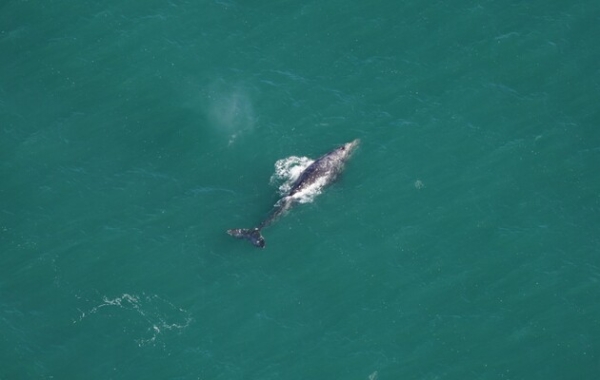 В Атлантиці помітили сірого кита, вид зник із цих вод 200 років тому