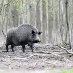 Тварини у зоні відчуження – вчені з’ясували, чому кабани ще радіоактивні