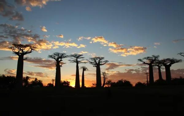 Вчені розгадали походження стародавнього «дерева життя»