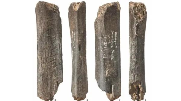 Кістка ведмедя віком 130 тисяч років виявилася зразком мистецтва неандертальців
