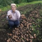 Як зберігати картоплю: прості правила, щоб вона цілий рік була смачною та корисною