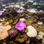 Глобальне потепління призвело до того, що вода Великого бар’єрного рифу нагрілася до максимуму за 400 років