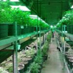 В Україні запрацював закон про медичний канабіс: як це буде