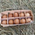 Чи можна їсти яйця щодня: експерти розвіяли сумніви