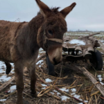 Росіяни ще не воюють на гіроскутерах, але вже використовують віслюків