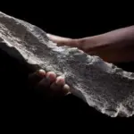 Коли люди почали використовувати кістяні знаряддя праці – вчені знайшли…