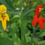 Чому джмелі вдвічі частіше обирають жовті квіти