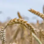 Врятувати врожаї пшениці від жовтої іржі- вчені знайшли вихід