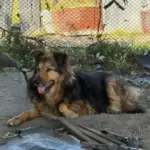 Команда Державної служби з надзвичайних ситуацій прихистила собаку Джессі, який…