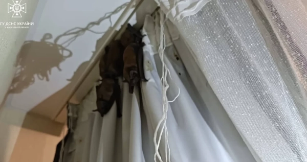 Кажани у жителлі. Зображення ГУ ДСНС Волинської області&nbsp;&nbsp;