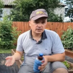 Аграрій з Київщини порадив, чим підживити полуницю в серпні і у вересні