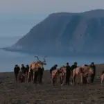 The Herds завершив 20 000 км міграцію — ляльки тварин привернули увагу до кліматичної кризи — новини світу