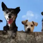 День музичної йоги та Міжнародний день актора: що ще відзначають…