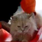 Котяча деменція виявилась близькою до Альцгеймера