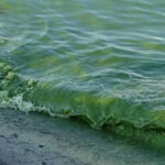 В Одесі «зацвіло» море: екологи розповіли, чим це небезпечно для здоров'я відпочиваючих