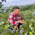 Зробіть це восени: наступного сезону ви зберете щедрий урожай чорниці
