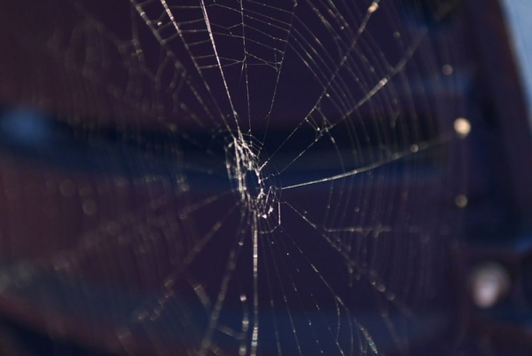 Researchers observed a species of spiders using fireflies to catch prey. File Photo by Kevin Dietsch/UPI