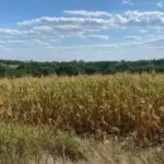 Прокуратура повернула громадам Дніпропетровської області 700 гектарів землі вартістю 27…