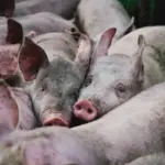 Російські війська обстріляли ферму в Харківській області: загинуло 13 тисяч…