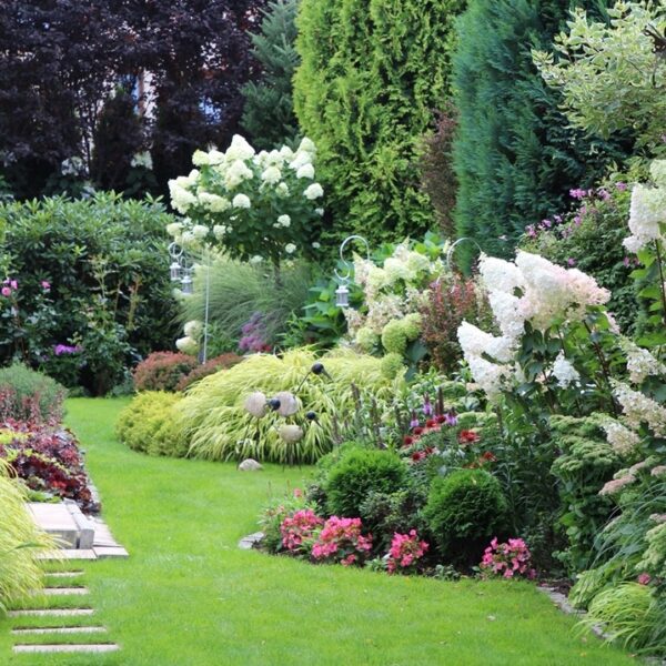 Коли рослина стає антидепресантом: чому українці все частіше обирають надійність