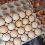 Скільки яєць можна їсти на день насправді: нове сенсаційне дослідження…