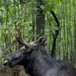 Лось упав у болото на Рівненщині: тварину врятували та перевезли…