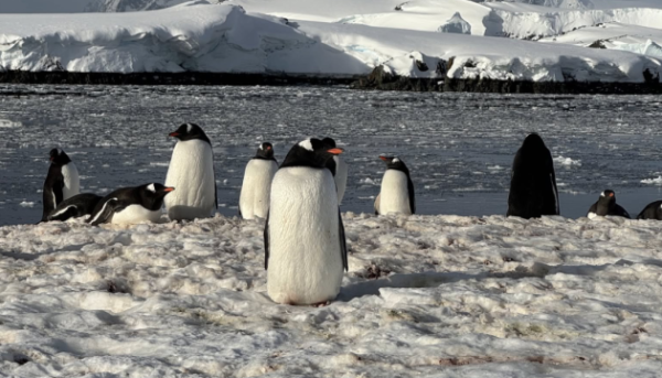 Українські дослідники Арктики зафільмували підводне буття пінгвінів
