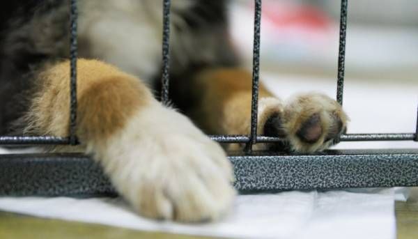 UAnimals оприлюднили переліки фіналістів премії “Людяна дитяча книга”.