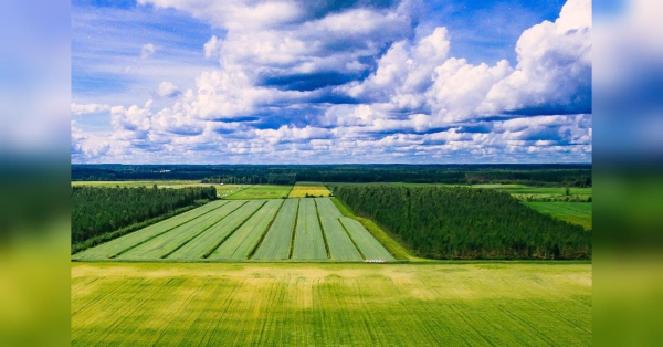 Земля безкоштовно для ветеранів та родин полеглих: обсяги наділів