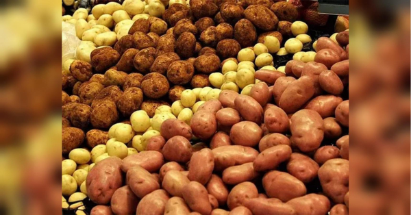 В Україні росте ціна на картоплю: на ринку відчутне подорожчання…