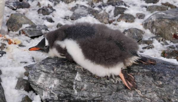 Пінгвіни оновлюють оперення: кадри від українських полярників