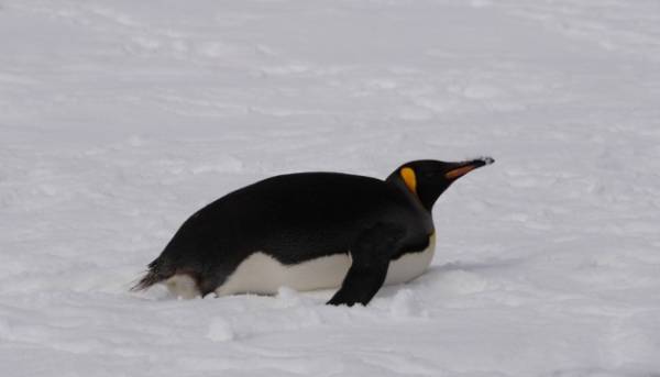 Королівський пінгвін зафіксований біля “Академіка Вернадського”