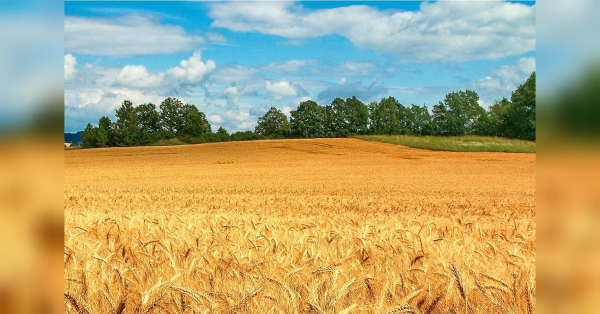 Грошова допомога аграріям: 100 000 грн на пай. Умови отримання.