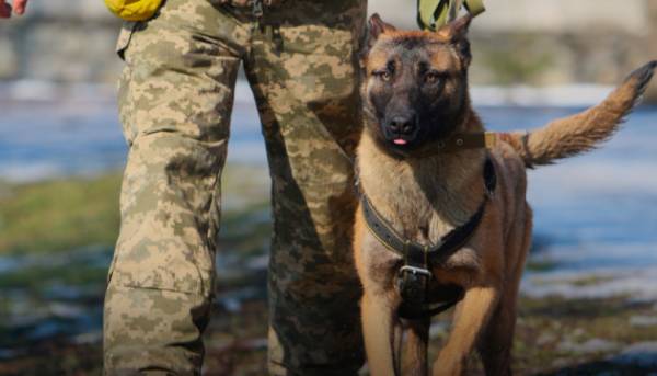 У війську залучено понад пів тисячі чотирилапих службовців.