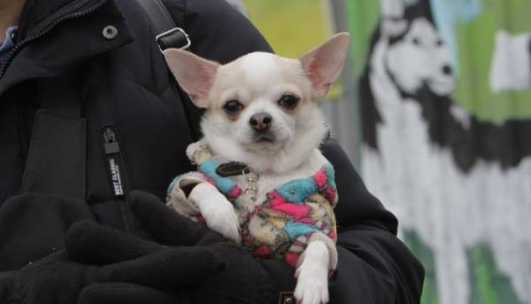 Заборона тримати собак на прив’язі в Україні — неправда.