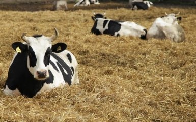 Епідемія ящуру в Росії: чи є ризик для України?