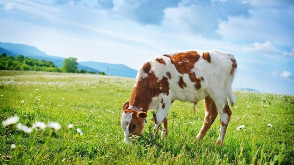 Кількість великої рогатої худоби на сільськогосподарських підприємствах України за рік збільшилася на 4%, тоді як у домашніх господарствах зменшилася на 35% – АВМ