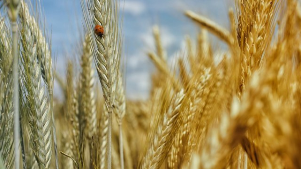 Сільськогосподарське виробництво в Україні за перші пів року 2026 року скоротилося на 1,6% – дані Держстату
