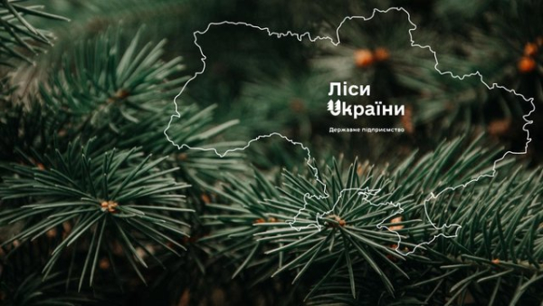 “Телент Едвайзорс” визнано переможцем у конкурсі на пошук генерального директора ДП “Ліси України”