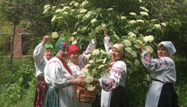 На городі чорна бузина, а на столі пиріг з бузини.