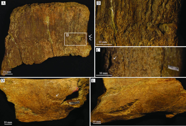 Tooth marks on the bones of a deceased dinosaur. Siviero et al. / PLOS One, 2026
