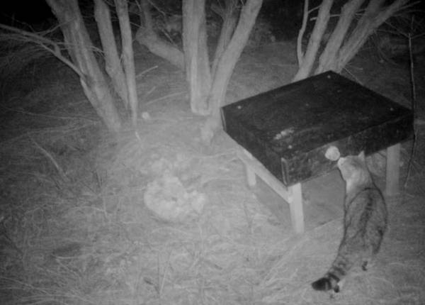 Barnaby the cat disappeared from view, which were returned to the wild. Pest Free Purerua