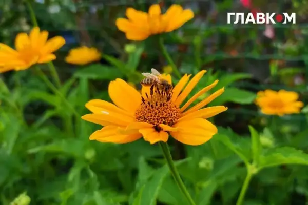 7 серпня Україну охопить спека, проте деякі області очікують зливи