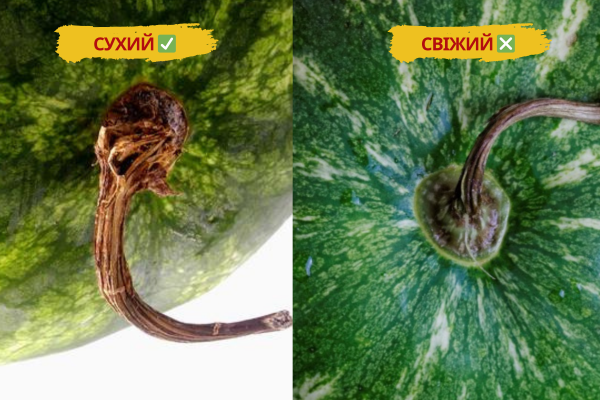Як обрати стиглий та смачний кавун: корисні поради та головні секрети фото 2