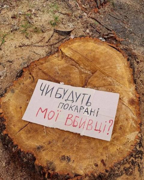 Так активісти підписали пеньки від зрубаних дубів на Теремках