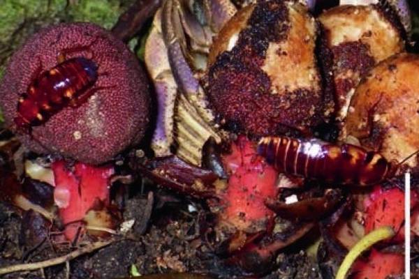 Тарґани Periplaneta australasiae об'їдають суцвіття баленофобії; вгорі видно кнешні рака-самітника Coenobita brevimanus. Kenji Suetsugu / Ecology, 2026