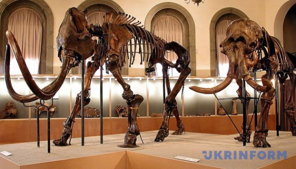Мисливці льодовикового періоду вибирали мамонтів для полювання