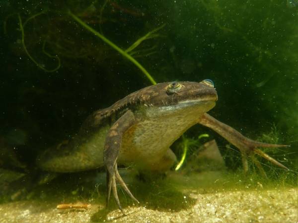 Шпоркова жаба, пуголовики якої використовували в дослідженні. Marius Burger / iNaturalist