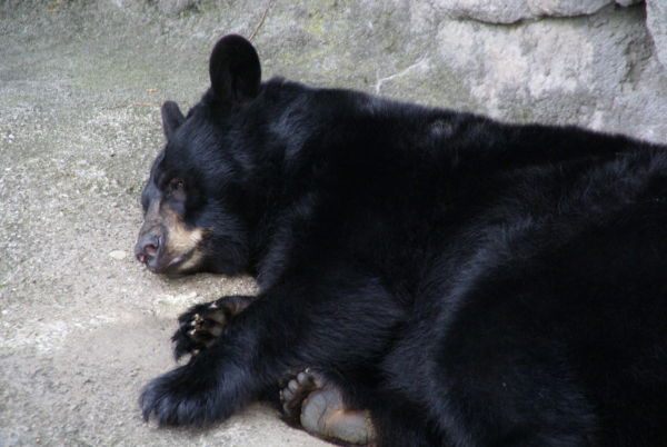 Барибали не спали приблизно третину часу з зимової сплячки. Laura Wolf / Flickr